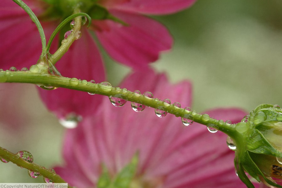 dp7S