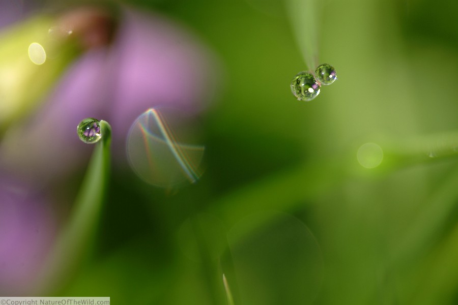 DSCF8071_24x16S