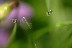 DSCF8071_24x16S
